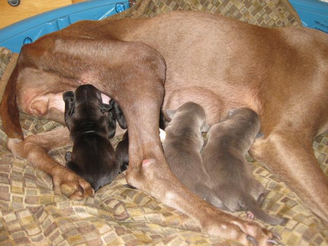 Molly pup 092611-01